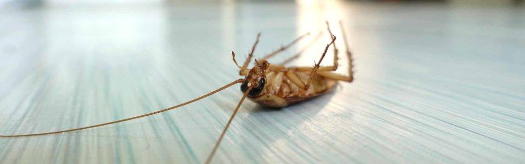 Dead cockroach on the floor