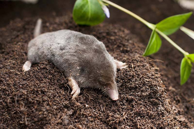 rodent control Brighton