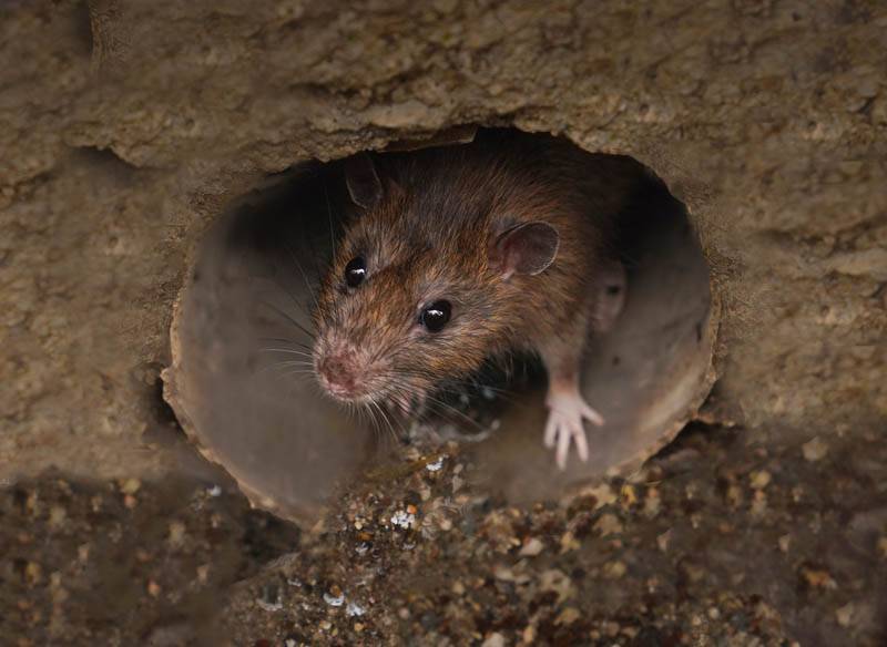 mouse looking out of hole