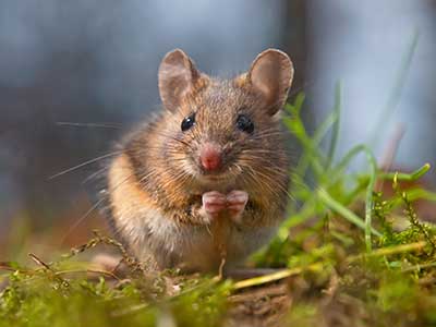 mouse sitting in a field