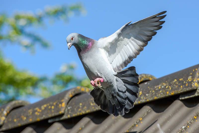 pigeon flying from nest