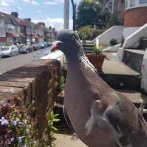 pigeon on wall