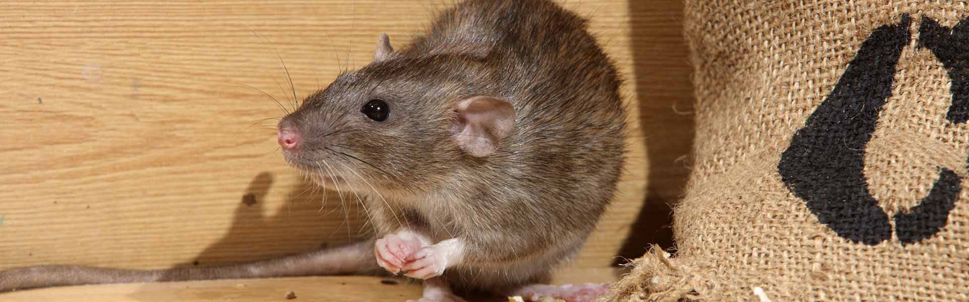 rat eating from a bag