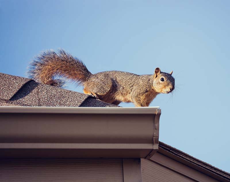 rodent control Brighton