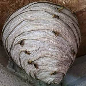 wasps nest