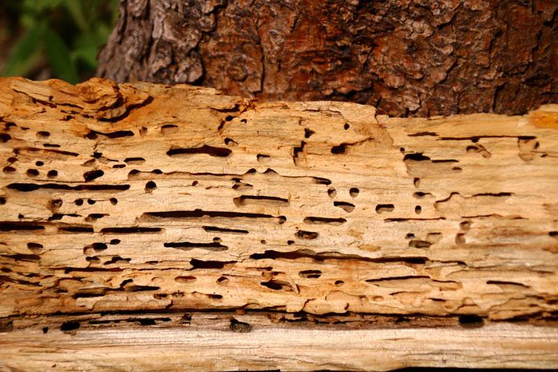 wood with holes in it from woodworm