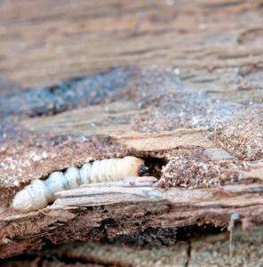 woodworm in infested wood