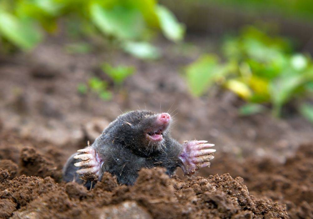 mole burrowing through ground