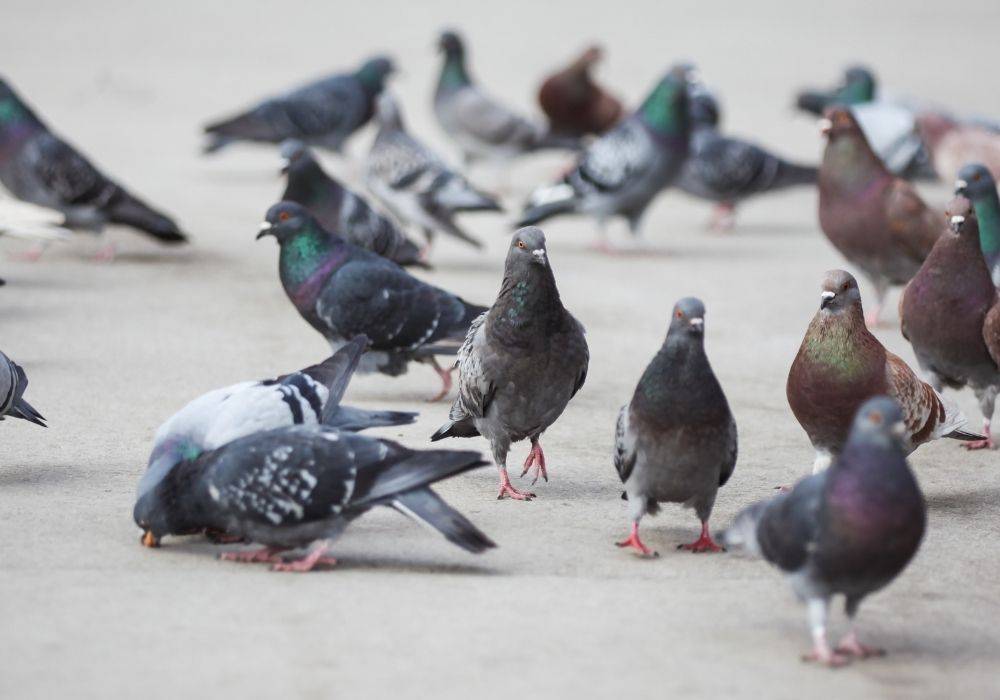 group of flustered pigeons