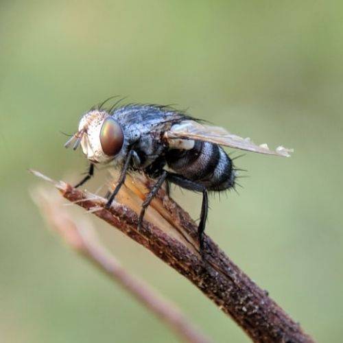 close up of fly