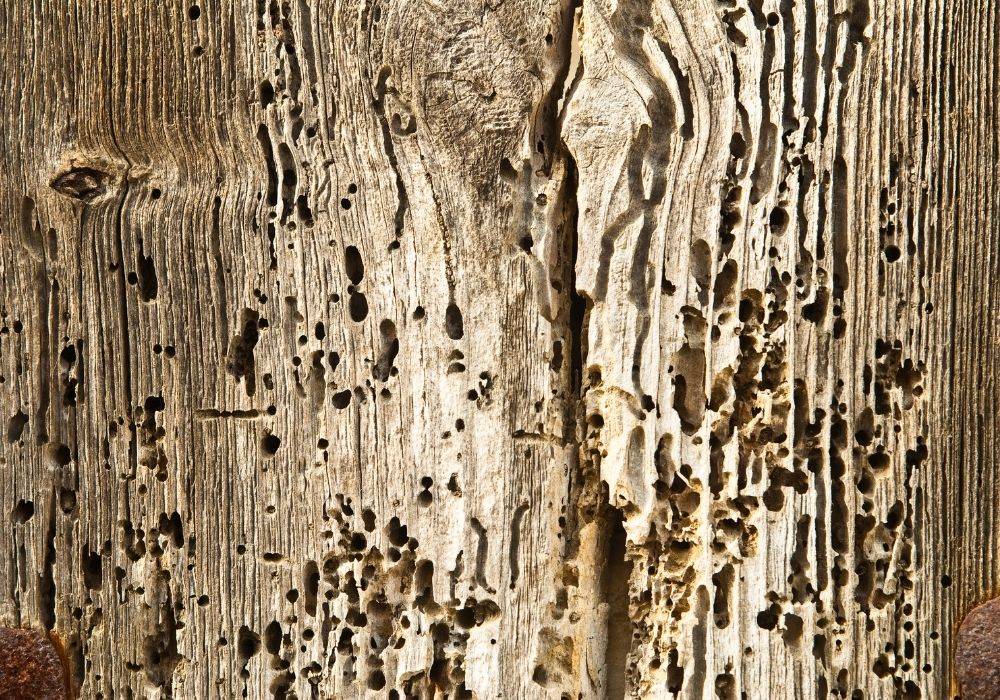 wood full of woodworm holes