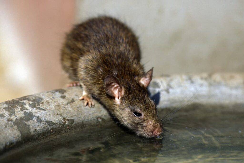 Rat Drinking from bird bath