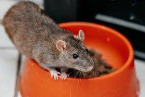 Rat Stealing Pet Food