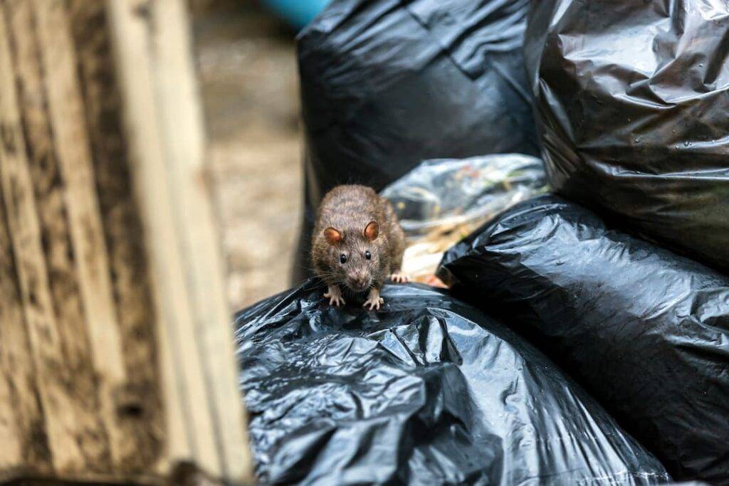 Rat sitting on exposed rubbish bag