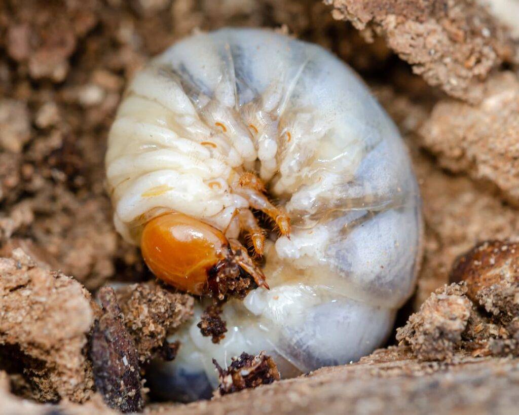 Woodworm larvae