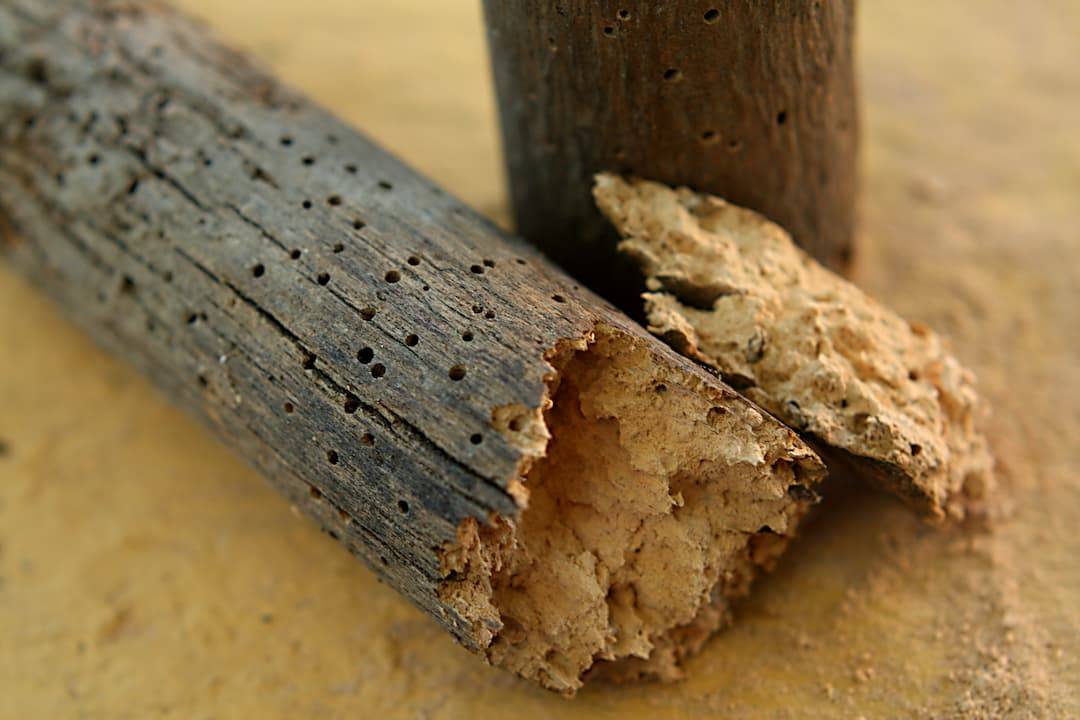 Woodworm