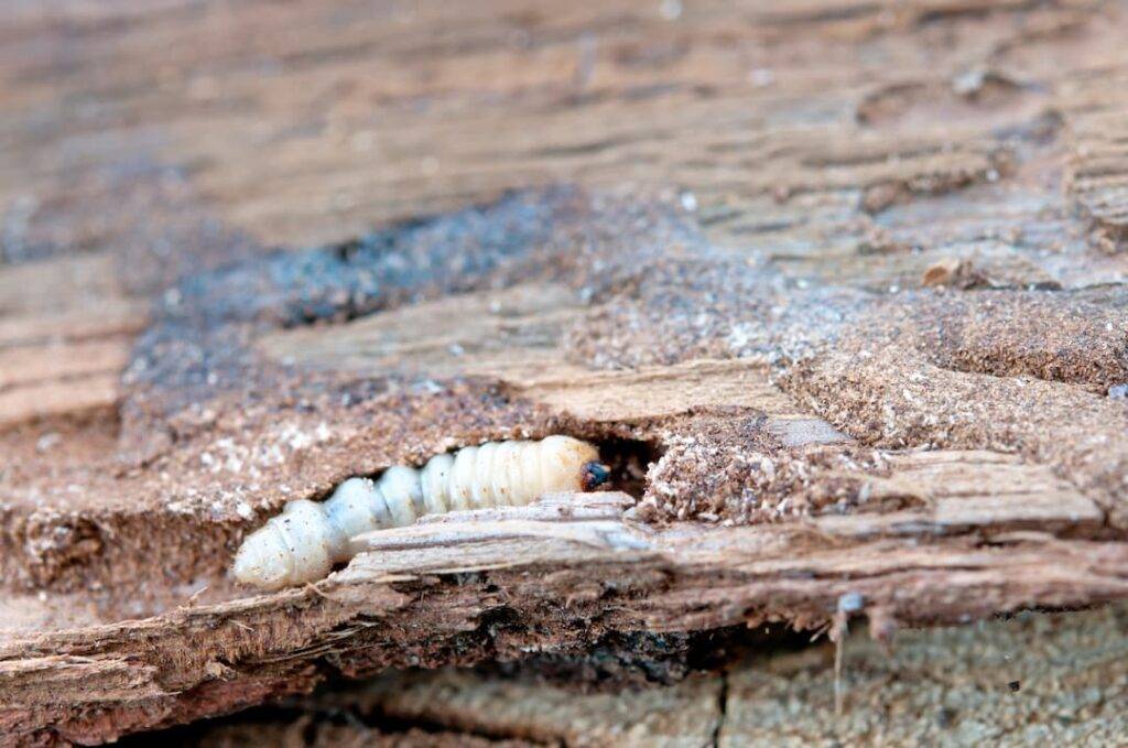 woodworm in damaged timber