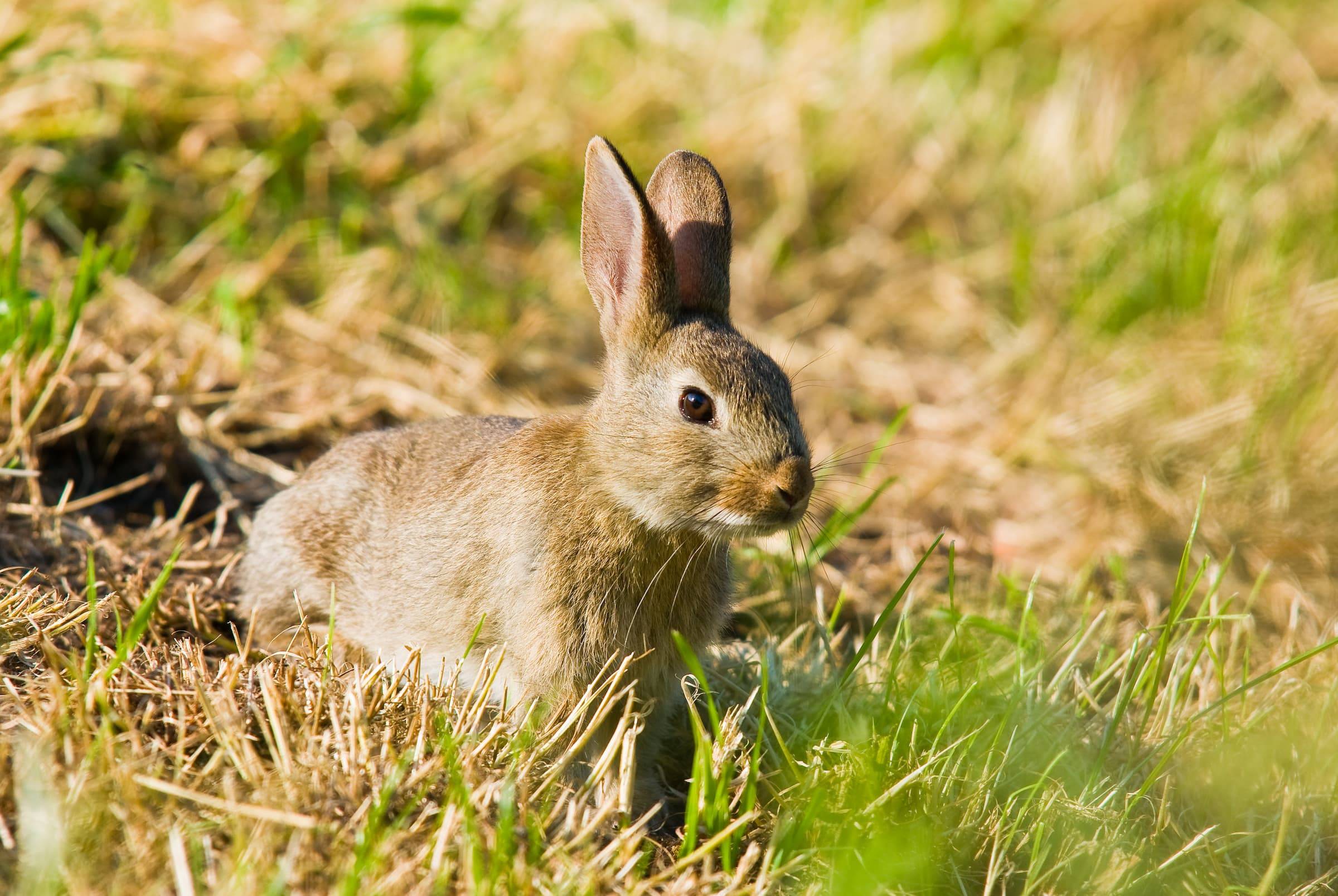 rabbit pest control