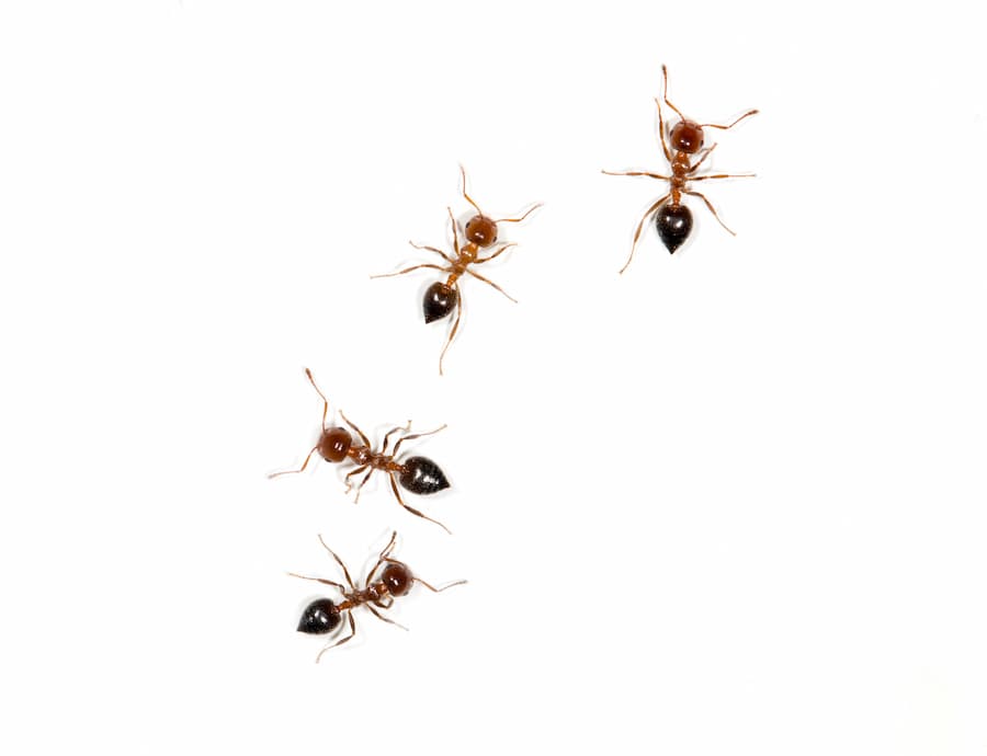 pest control ants