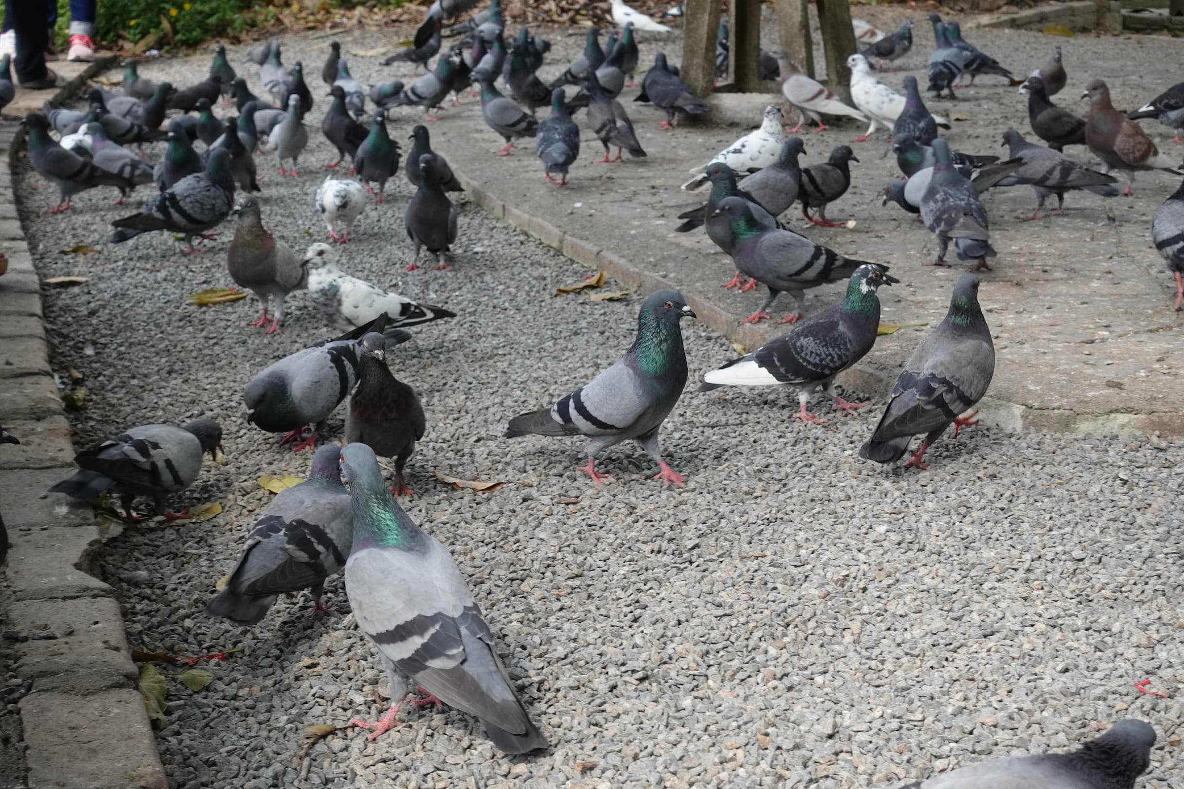 bird control pigeons
