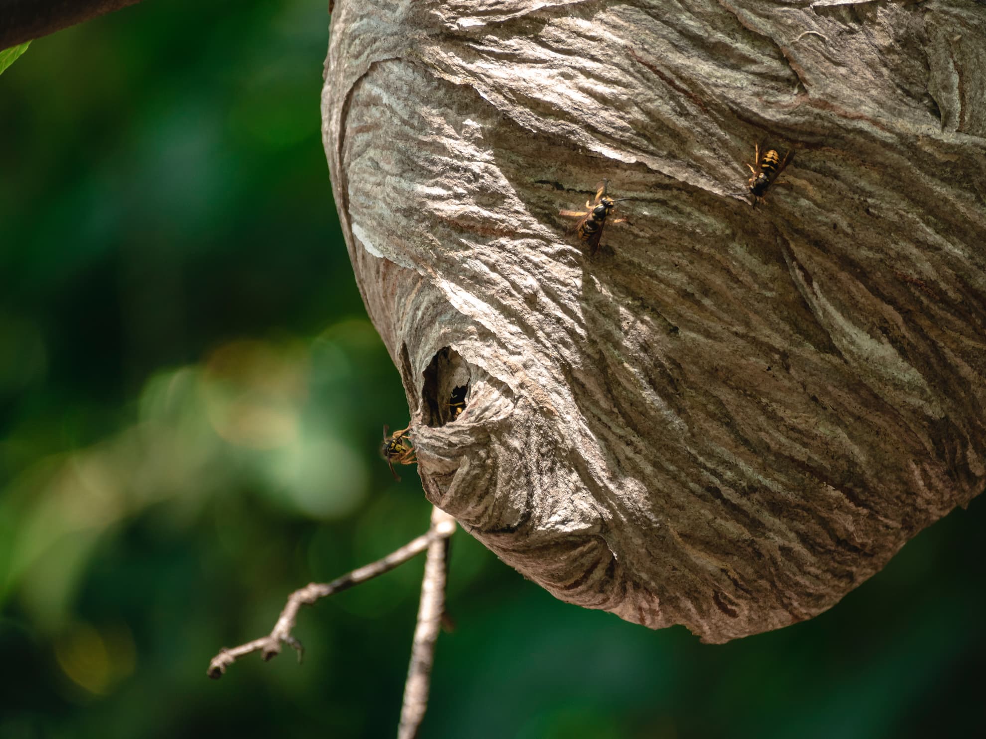 wasp removal