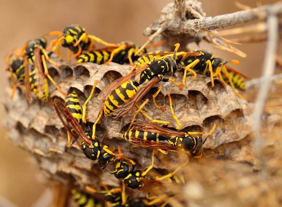 wasps