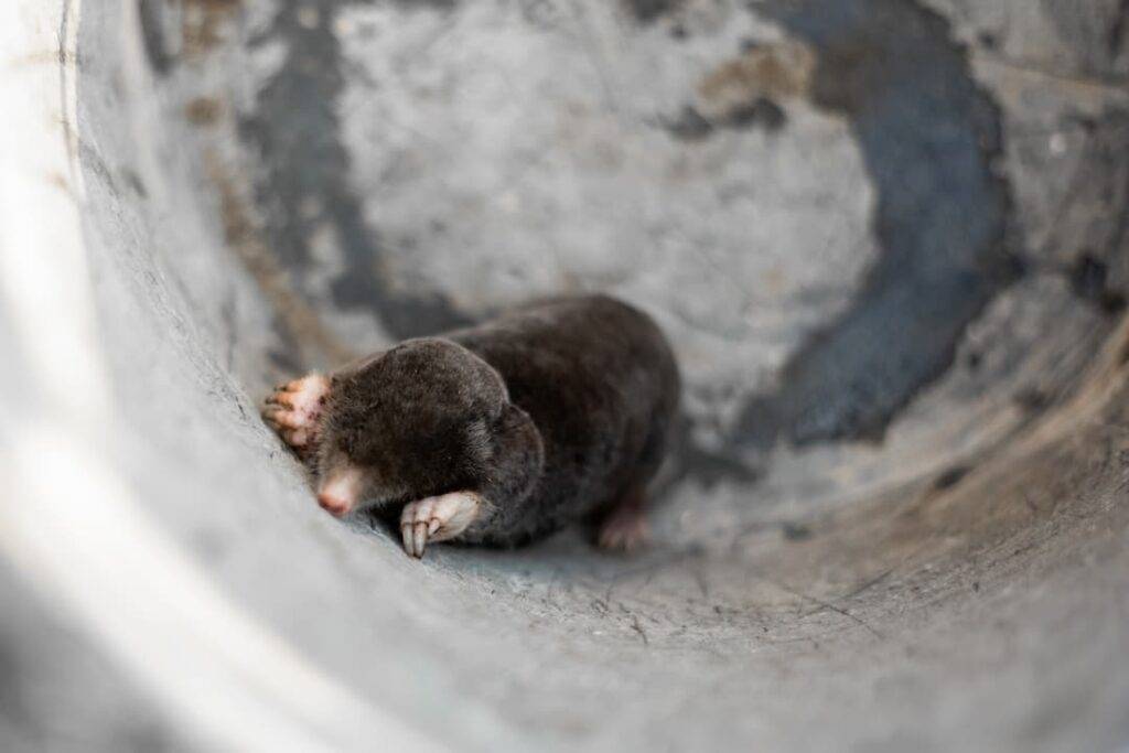 Mole caught in a bucket