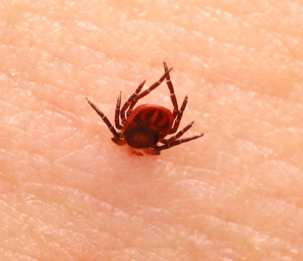 Tick biting