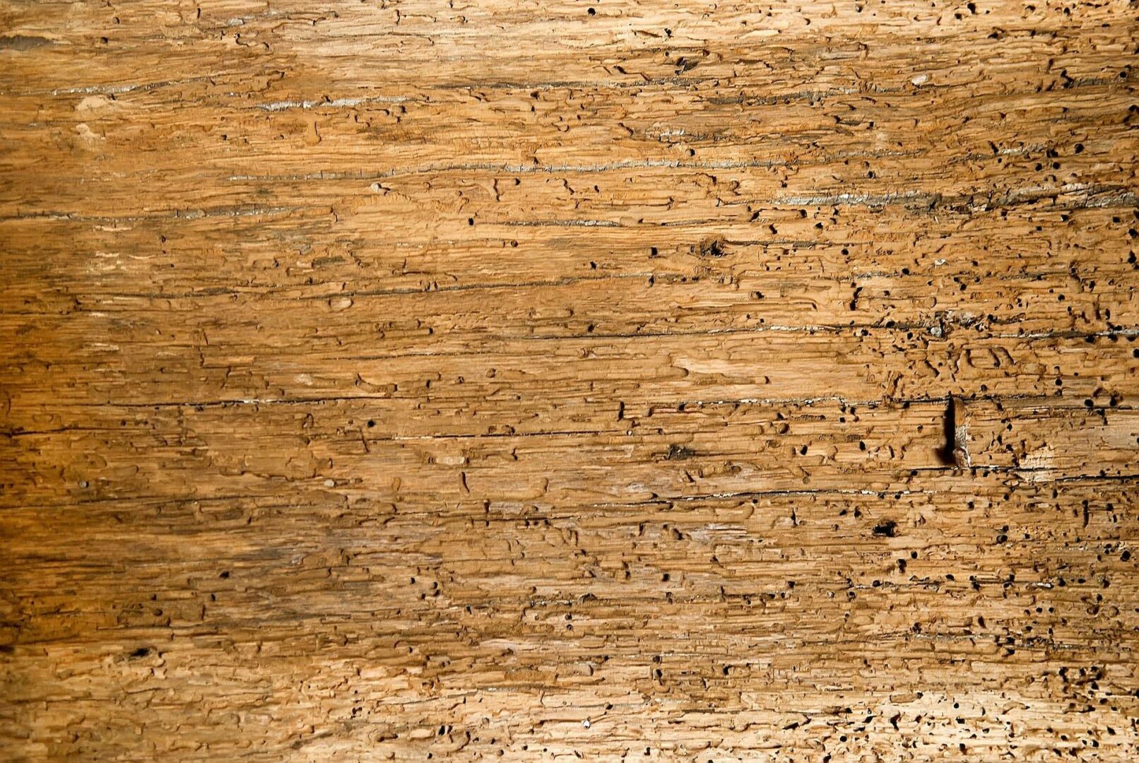 woodworm signs