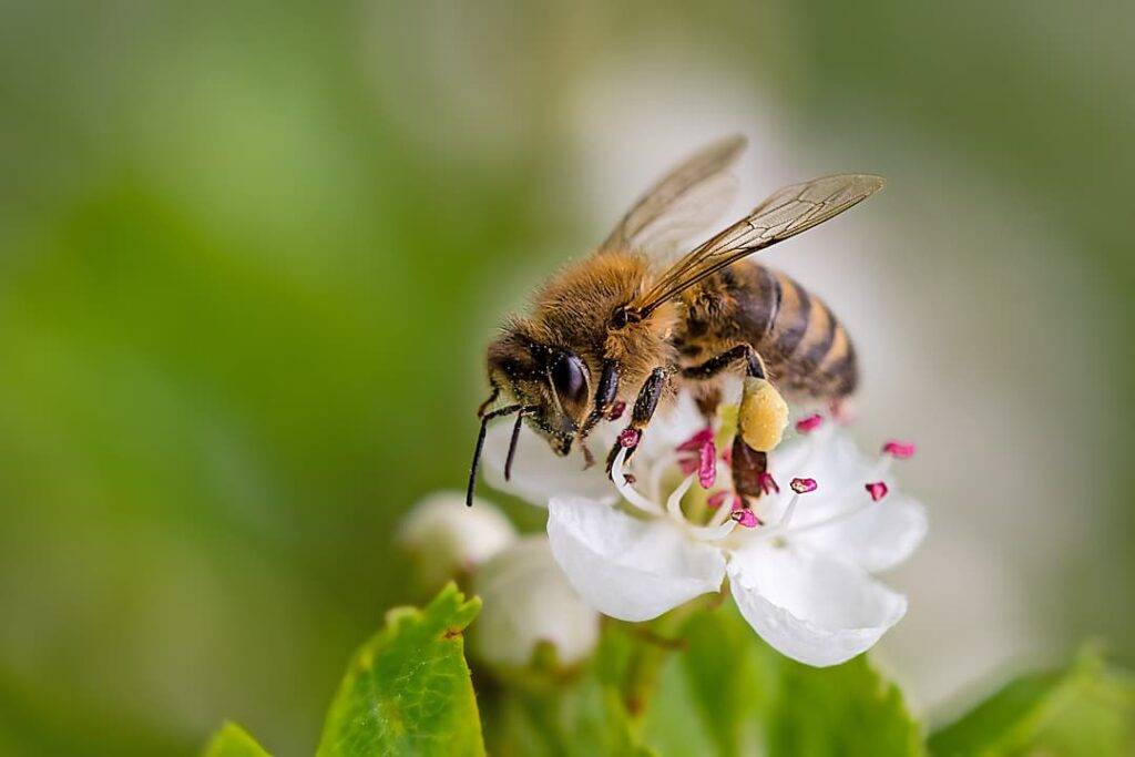 Bee on a flower