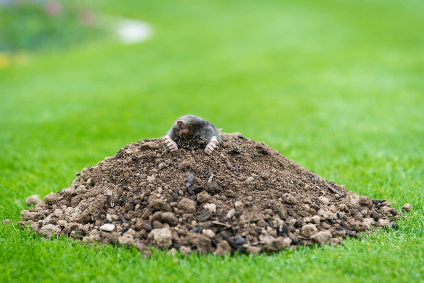mole management in your garden