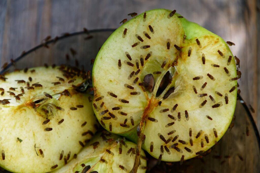 fruit flies on apple