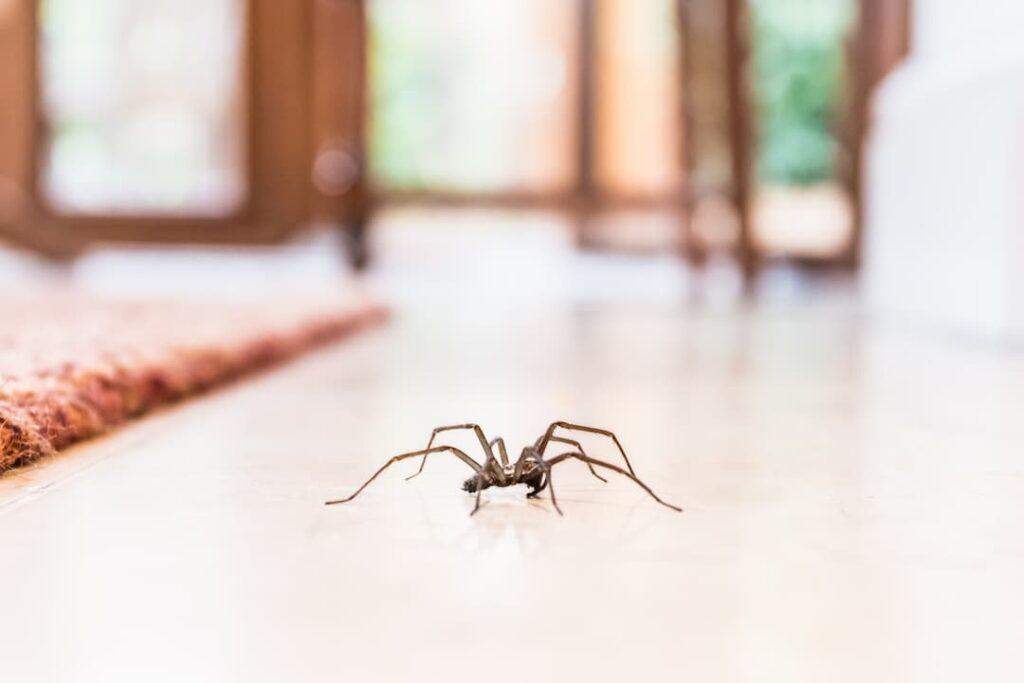 house spider on tile floor