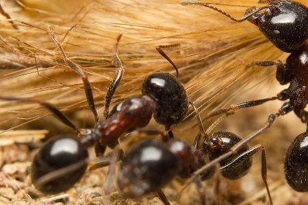ants in nest ants in nest