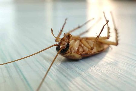 Dead cockroach on the floor