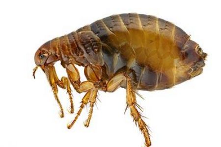 flea flea