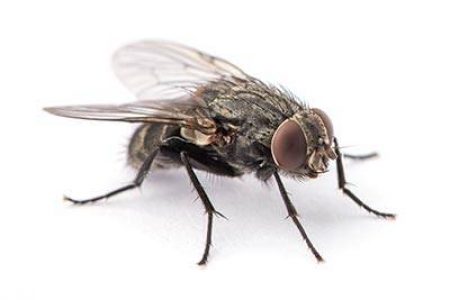 fly close up fly close up