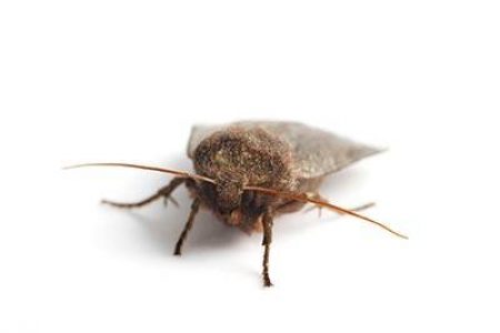 moth moth