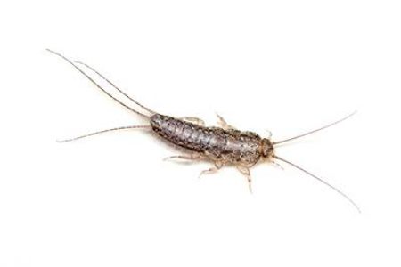 silverfish silverfish