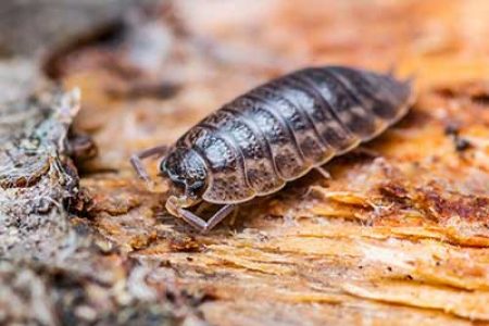 woodlouse